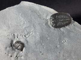 Trilobiten - USA - Elrathia kingii (MEEK 1870)